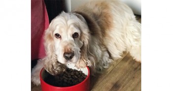 Poor pet profile pics may impact their chance of adoption Stanley King