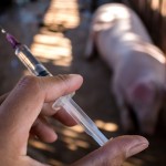 NOAH response to Government publication on no deal planning assumptions Injection for pig closup.