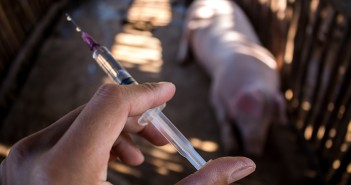 NOAH response to Government publication on no deal planning assumptions Injection for pig closup.
