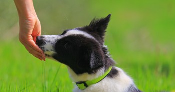 Managing the risk of aggressive dog behaviour Border collie puppy