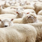 Calls for farmers to be more selective when worming ewes at lambing Herd of sheep