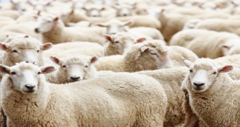 NADIS & Elanco Blowfly Alert reports ‘severe risk’ Herd of sheep