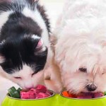 FEDIAF launches myth-busting carbohydrates factsheet Dog and cat eating natural food from a bowl