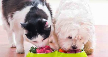 Dog food labels “too hard to read for almost of half of Brits” Dog and cat eating natural food from a bowl