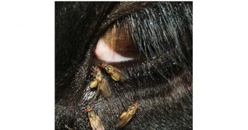 The surge of headflies from mid-July Close-up of headflies clustered around an animal’s eye