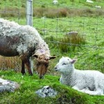 AMTRA highlights responsible use of OP dips Sheep Scab