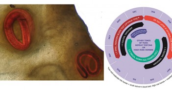 New blood test for diagnosing small redworm to launch next month An example of encysted cyathostomins and seasonal diagnostic-led worm control