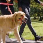 Halti campaign set to target five million UK consumers New Halti Range
