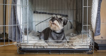 Bonfire night the most stressful night of the year for pets Teddy fireworks