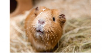 Survey claims less than 40% of rabbits and guinea pigs are being fed correctly Guinea pig