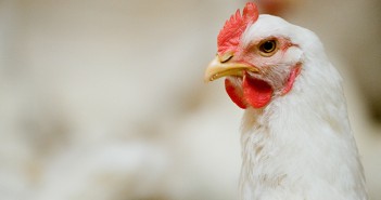 Educational video could improve the welfare of millions of broilers