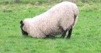 New study says lame sheep adjust their behaviour to cope with their condition Lame sheep