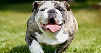 PDSA launches annual pet slimming competition Purebred bulldog