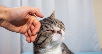 Covid-19: British Veterinary Association statement on cats Owner stroking old cute cat at home