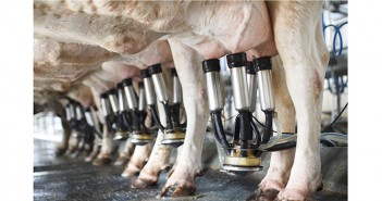 New funding to support dairy farmers through COVID-19 Cows being milked