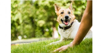 NOAH highlights the value that pets bring to our mental health Dog and owner