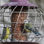 Retailers urged to consider wild bird staples amid predicted shortages Wild birds