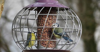 Retailers urged to consider wild bird staples amid predicted shortages Wild birds