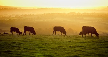 Government to set up Trade and Agriculture Commission Cattle at sunset