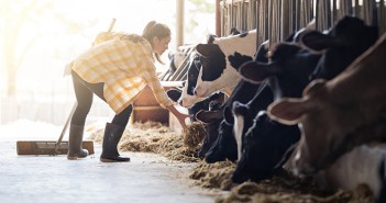 BVA welcomes Agriculture Bill amendment on animal welfare standards being voted through in the House of Lords Farmer woman is feeding the cows. Cow eating grass