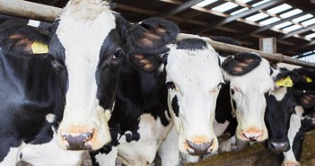 Tips to minimise risks of heat stress in dairy herds dairy-cows-feeding-kw02