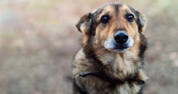 The RSPCA is braced for summer surge in abandonments Homeless abandoned stray dog with very sad smart eyes