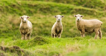 Drug resistant parasites cost European livestock industry millions each year What's going on?
