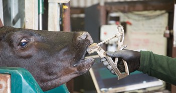 Cutting-edge bolus technology back on shelves Photo credit: Tim Scrivener