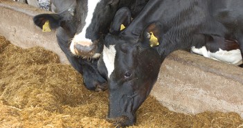 Sustainable feed source helps dairy sector adapt to consumer environmental demands Cows feeding