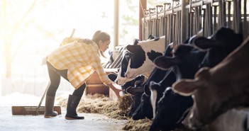 Beef farmers advised to get on top of parasites at housing Farmer woman is feeding the cows. Cow eating grass
