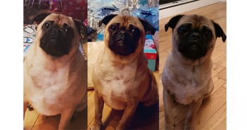Pet clinic celebrates 15 years of helping animals shed the pounds Ollie – before, during and after treatment
