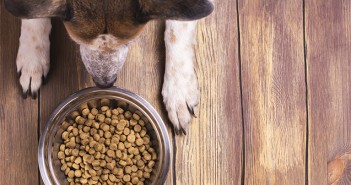 The global environmental impact of pet food production Dog and bowl of dry kibble food
