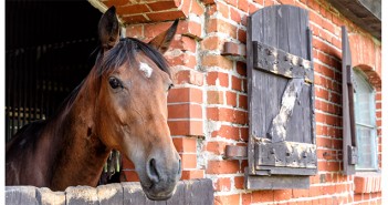Survey highlights that the future’s not stable for UK horses Horse in stable