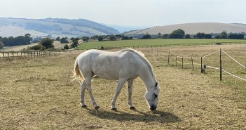 Blue Cross asks horse owners to help with fireworks survey Horse on the South Downs Way