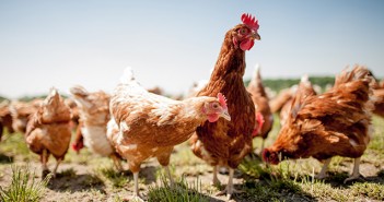 Poultry keepers urged to prepare for new housing measures chicken on traditional free range poultry