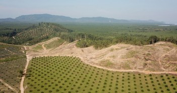 Alternatives to the feeding of palm fat derivatives Deforestation