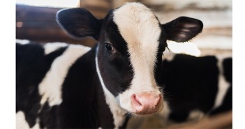 Changes to cleaning practices could improve the health of calves on dairy farms Calf