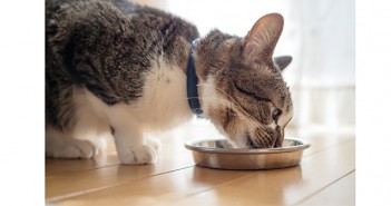 PFMA responds to Exeter University’s study into cat predation Cat eating