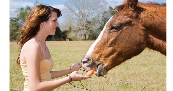 Members of the public urged to stop feeding horses Untitled