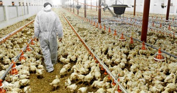 Housed flocks must maintain worming regimes Poultry Farm And A Veterinary