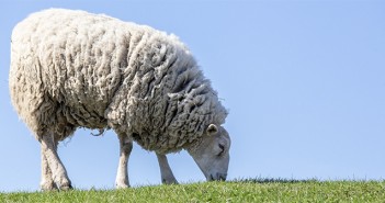 Communication key to constructing an effective sheep worm control plan Sheep
