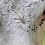 Treat stock for flies now to prevent rapid population explosion as weather heats up Cow with flies in eyes