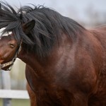 BEVA addresses difficult conversations about equine obesity portrait of old draft mare horse shaking head in wooden paddock