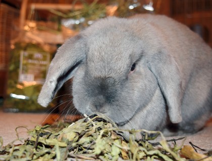 Rabbits are getting a raw deal