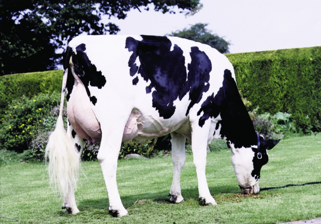 BCVA takes stance on critically important antibiotics