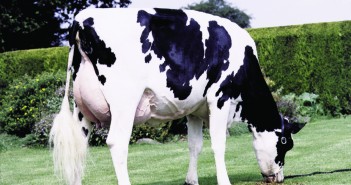BCVA takes stance on critically important antibiotics Breeding cow