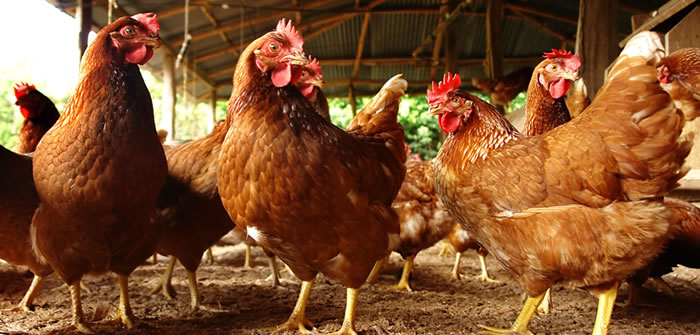 RUMA welcomes UK poultry meat sector’s sustained progress on responsible use of antibiotics
