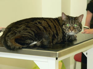 Neurologist advises on thiamine deficiency in cats