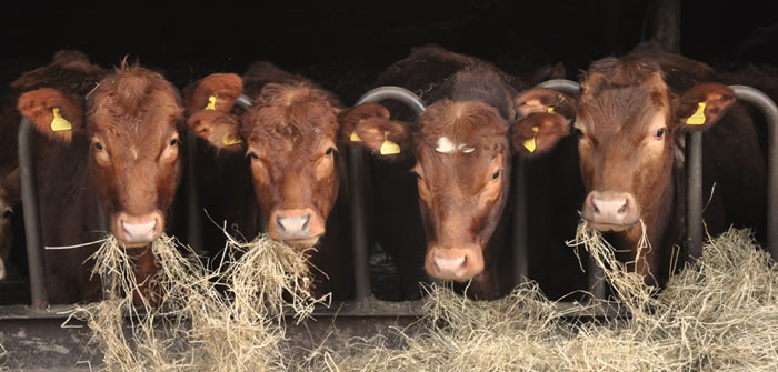 Tapeworm scare in beef cattle