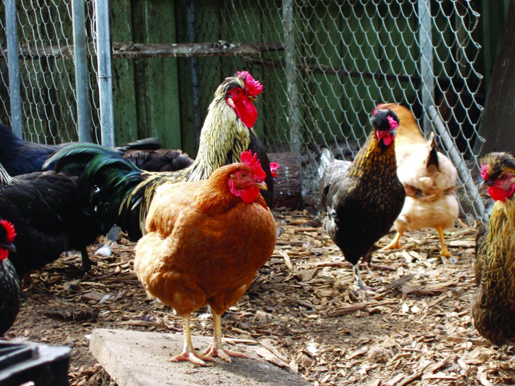 Poultry industry tops global feed production